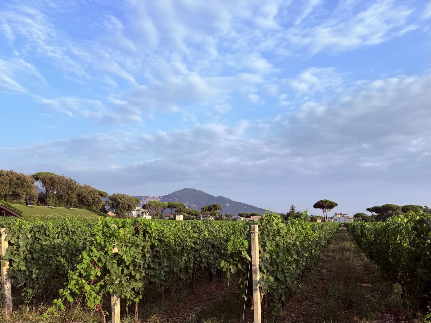 Vigneto dei Castelli Romani con i pini e il monte sullo sfondo